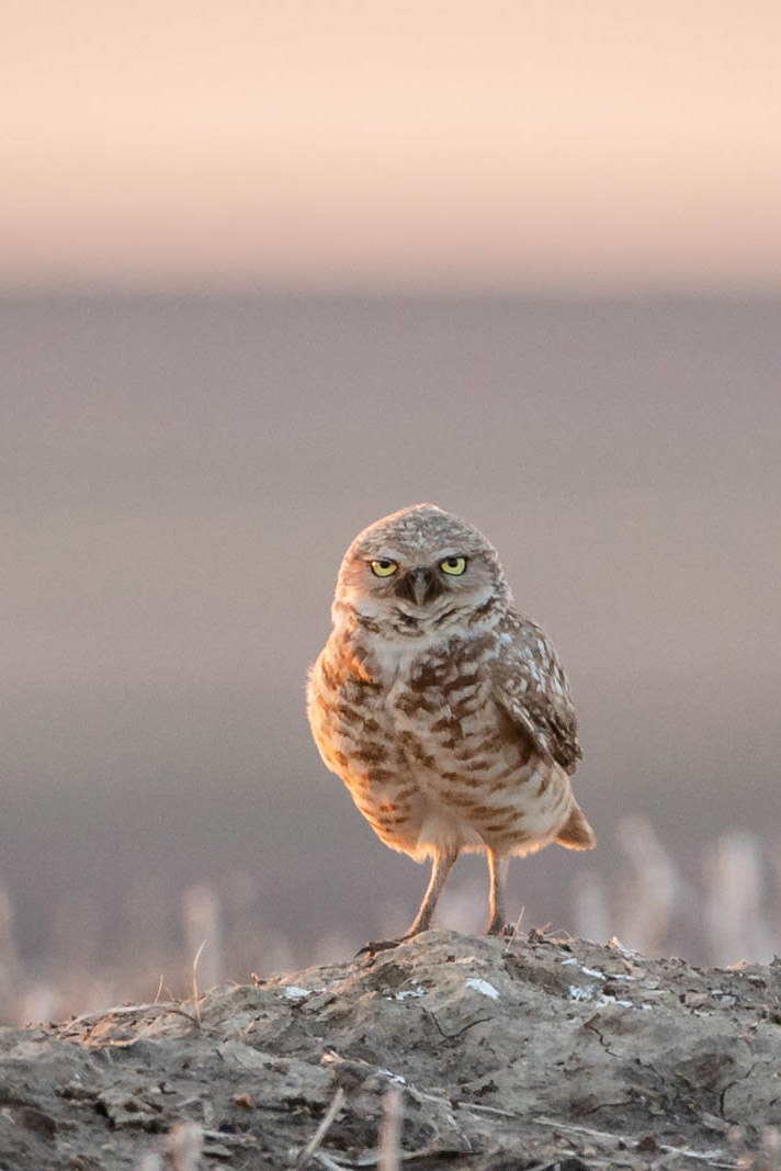 How to identify a burrowing owl | Iowa DNR